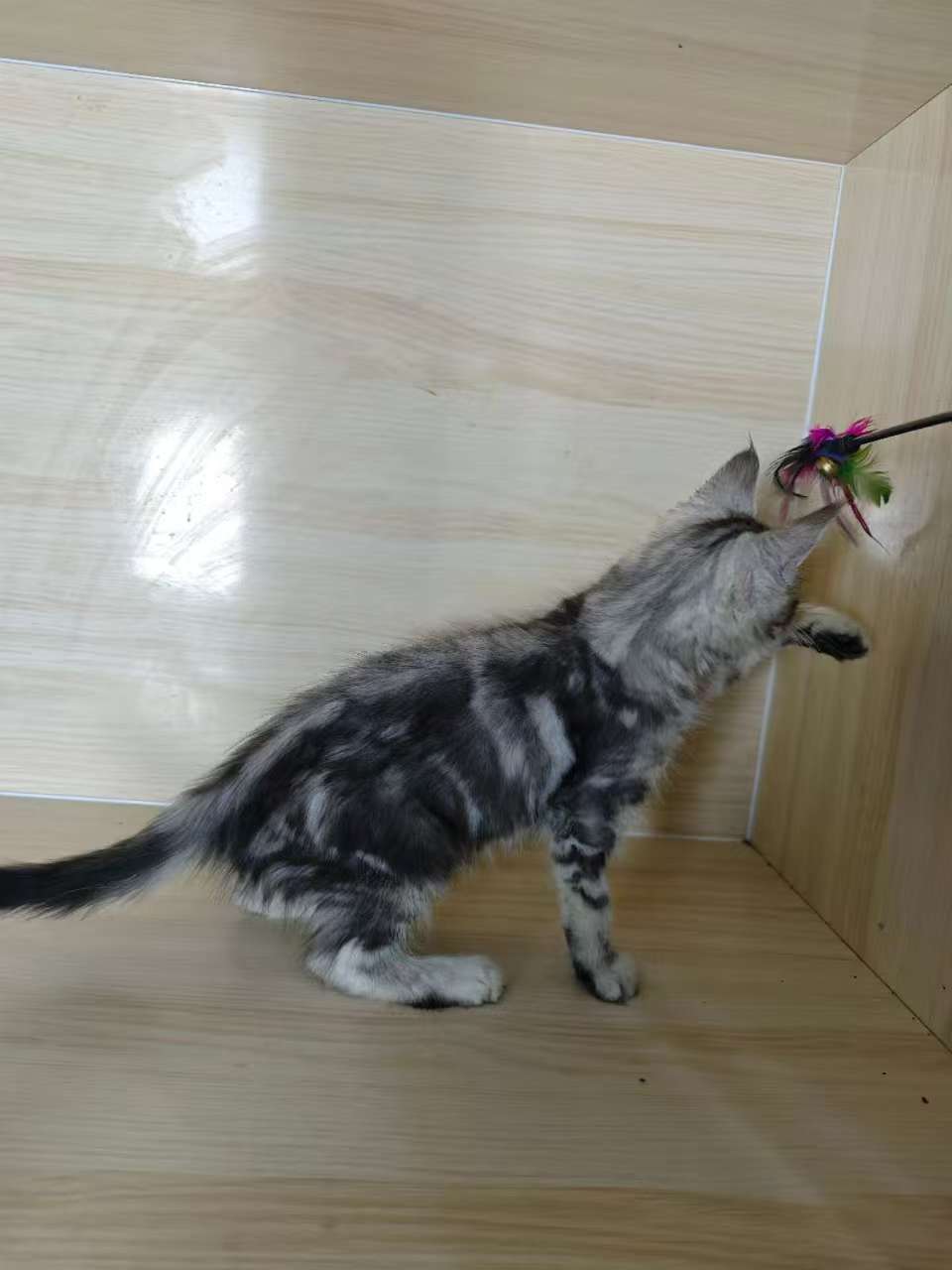 银虎缅因弟弟,宠物级,品相一般